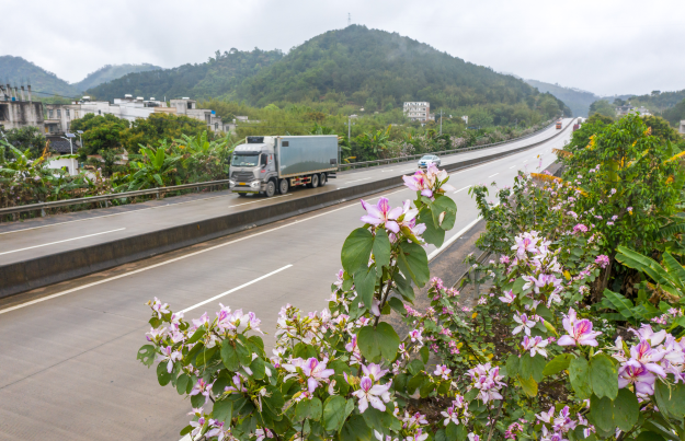 国道324线岑溪至容县一级公路上紫荆花盛开 梁贵摄.jpg